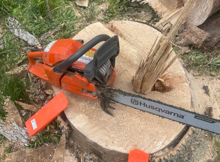 Ash Tree Removal